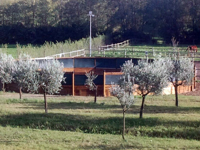 tondino